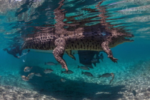 Cocodrile with a Snorkel, Gardens of the Queen Cuba by Alejandro Topete 